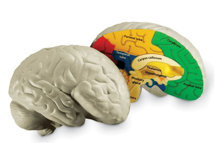 Modèle anatomique du cerveau humain