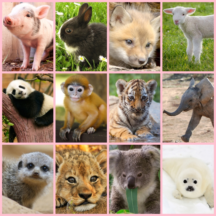 Lampe torche projecteur + diapos - Animaux mignons