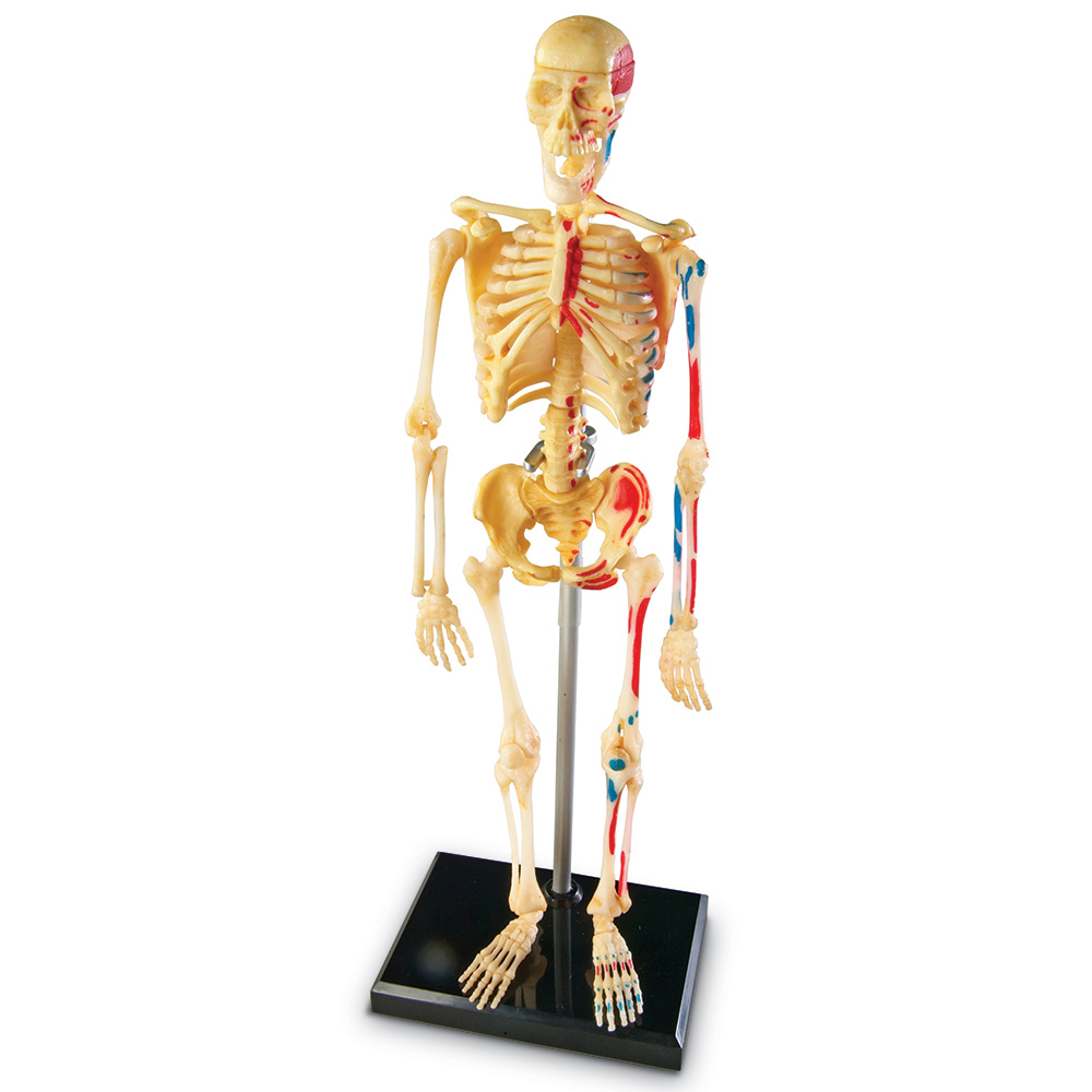 /a/n/anatomimodel_skelet_learning_resources_3337_2_.jpg
