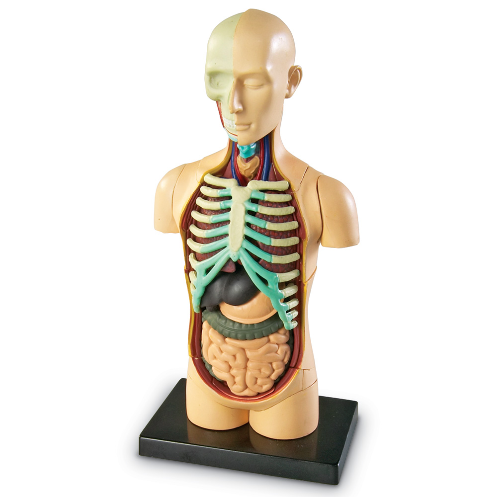 /a/n/anatomimodel_torso_learning_resources_3336_3_.jpg