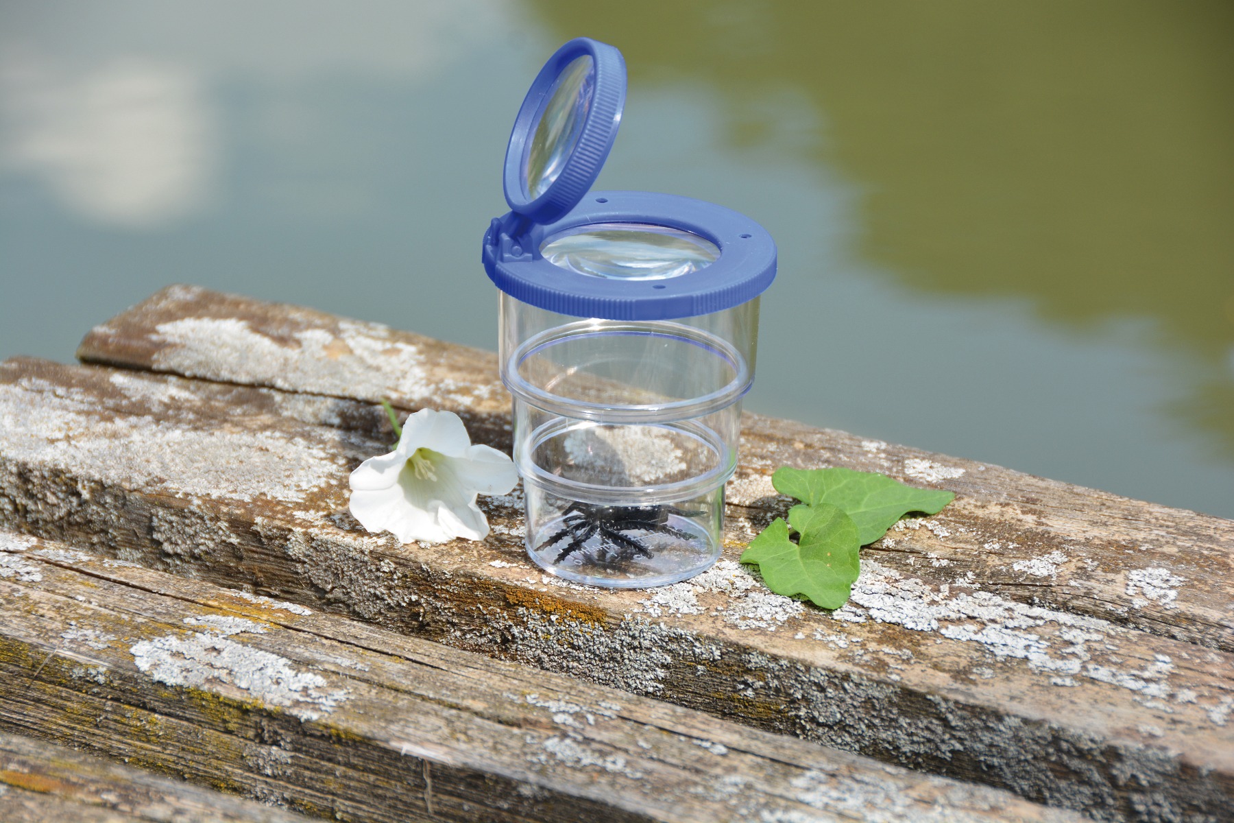 /i/n/insektglas-foldbart-_7cm_eduplay_1024-150118.jpg