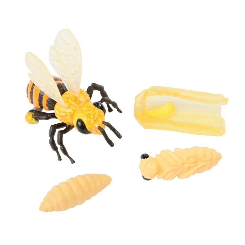 /l/i/livscyklus-fra-_g-til-insekt-honningbi_insectlore_26-02215_2_.jpg