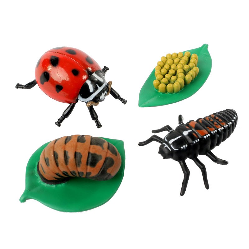 /l/i/livscyklus-fra-_g-til-insekt-marieh_ne_insectlore_26-026090_1_.jpg
