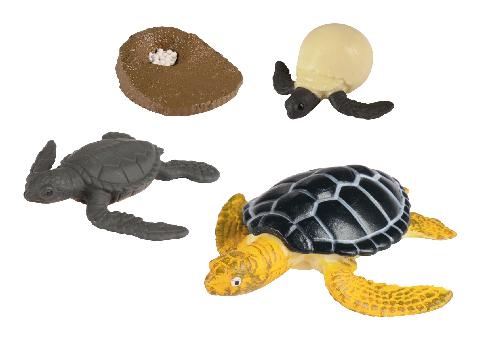 /l/i/livscyklus_-_fra_g_til_havskildpadde_-_eduplay_-_1024-120763_1_.jpg