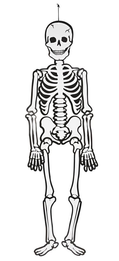 /s/k/skelet-glow-in-the-dark-i-karton-120-cm_cc_1136-23592_1_.jpg